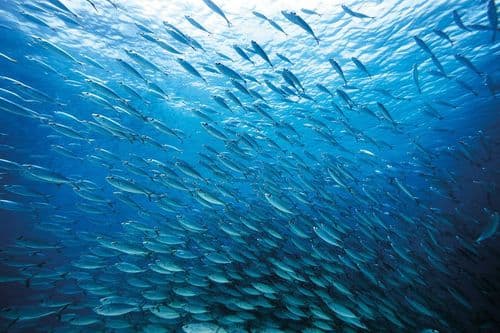 Shoal of fish